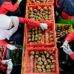 DBS Foundation, Java Fresh, Petani Buah Indonesia, Berita UMKM, Marketing