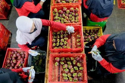 DBS Foundation, Java Fresh, Petani Buah Indonesia, Berita UMKM, Marketing